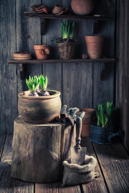 Plantando un azafrán verde y un suelo oscuro y fértil.