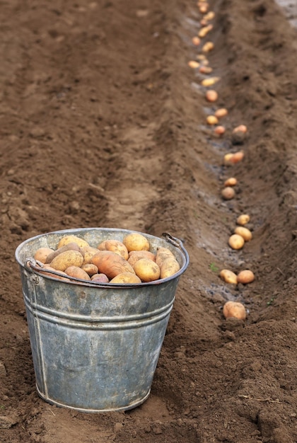 Foto plantando batatas na primavera para a colheita