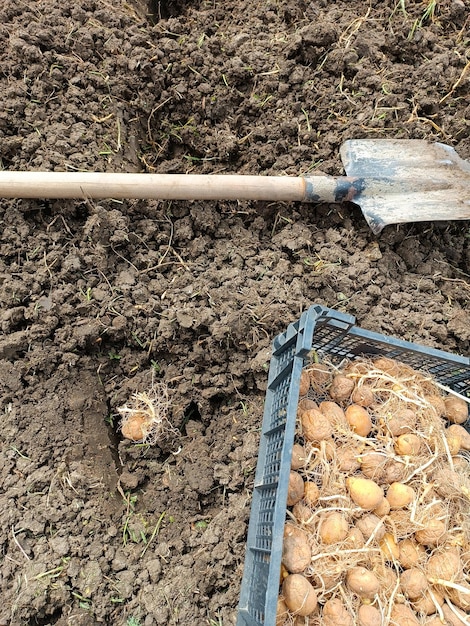 Plantando batatas no jardim Uma caixa com batatas germinadas uma pá e um buraco no chão com um tubérculo