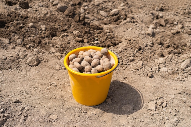 Plantando batatas no solo Preparação do início da primavera para a estação do jardim Os tubérculos de batata estão prontos para serem plantados no solo