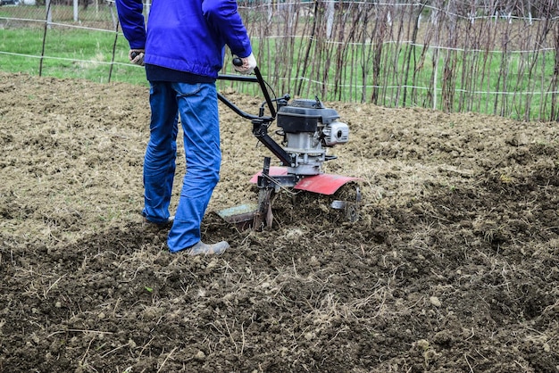 Plantando batatas sob o trator walkbehind