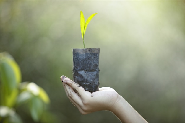 plantando bosques, plántulas en una mano