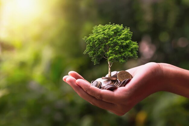 Foto plantando em uma pilha de moedas disponíveis conceitos de investimento em negócios