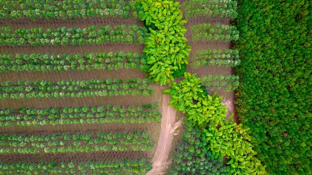 Plantando fileiras de árvores de eucalipto e soja em uma fazenda no Brasil, São Paulo. Vista aérea