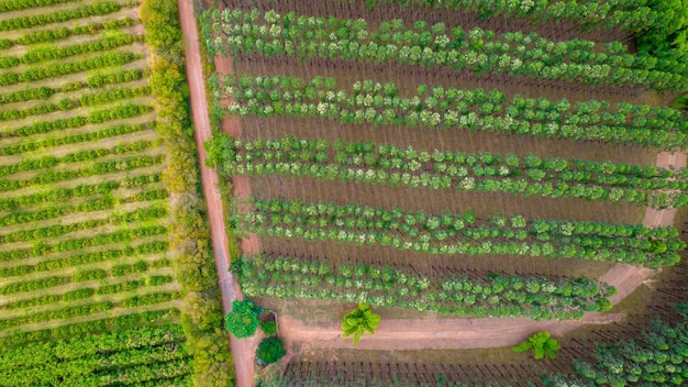 Plantando fileiras de árvores de eucalipto e soja em uma fazenda no Brasil, São Paulo. Vista aérea