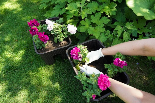 Plantando flores de petúnia em vasos de jardim