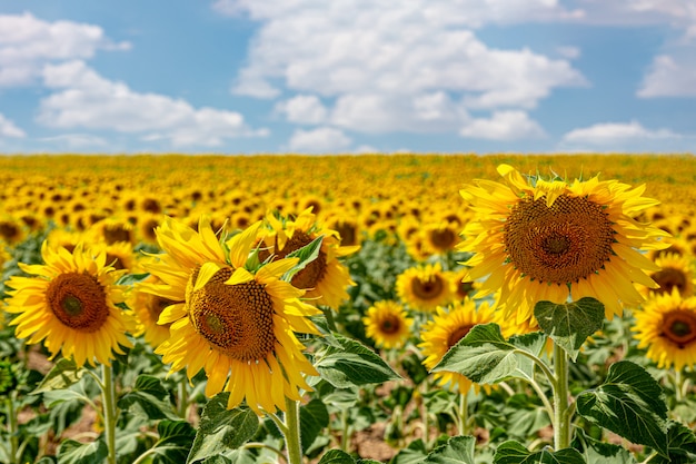 Plantando girasoles en el campo