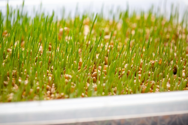 Plantando grama de trigo germinada em uma panela branca com solo