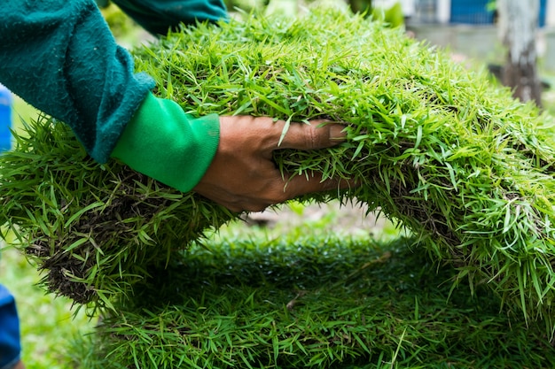 Plantando hierba nueva