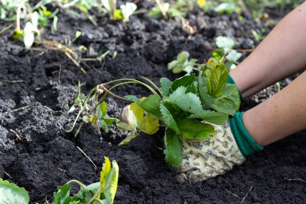 Plantando morangos no jardim