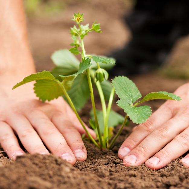 Plantando morangos no jardim