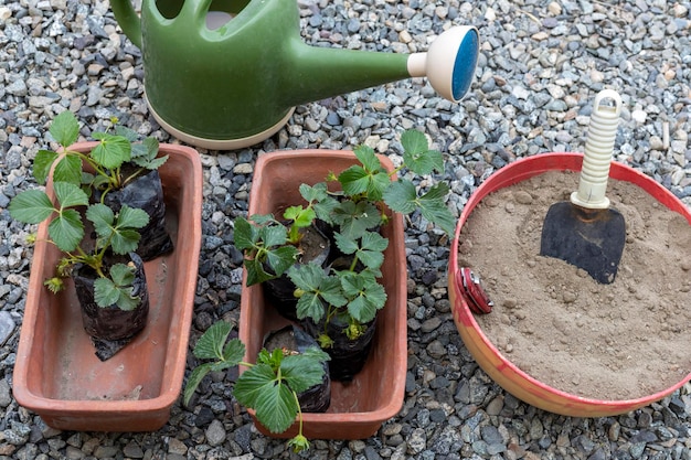 Plantando mudas de morango nos vasos