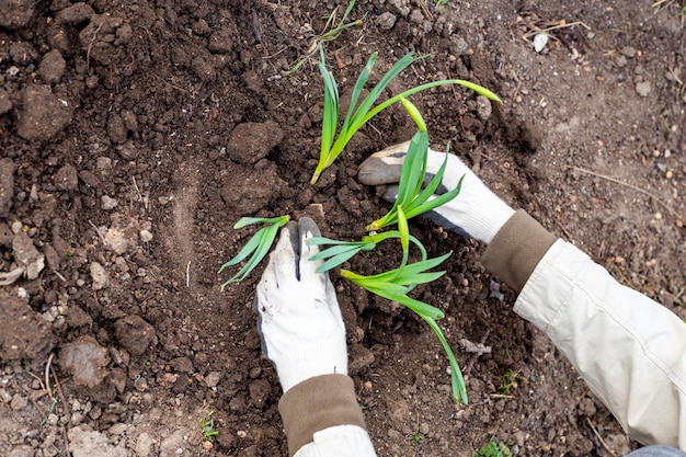 Plantando narcisos en la cama El jardinero está llenando las plántulas bulbosas de flores de narciso con hojas verdes brotadas con tierra