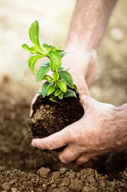 Plantando nueva vida