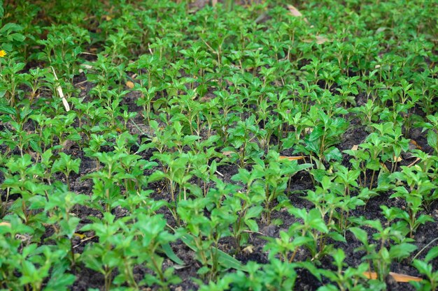 Plantando pequena árvore no jardim na grade de linha e coluna