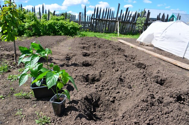 plantando pimentão na cama do jardim no jardim