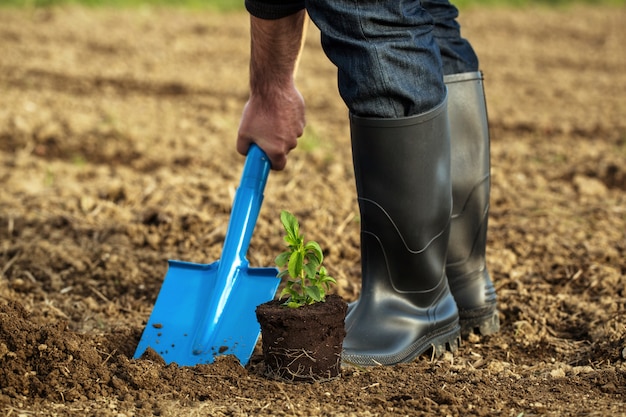 plantando planta de bebé