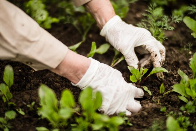 Plantando plantas em uma cama de vegetais no jardim Terra cultivada close-up Conceito de jardinagem Plantas agrícolas crescendo na fileira da cama