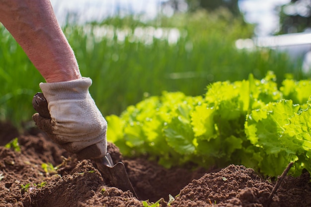 Plantando plantas em uma cama de vegetais no jardim Terra cultivada close-up Conceito de jardinagem Plantas agrícolas crescendo na fileira da cama