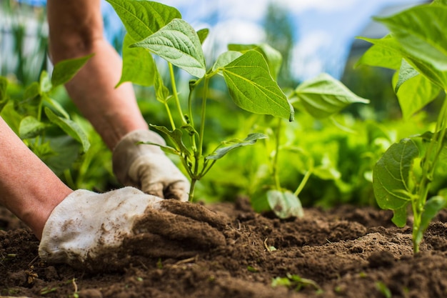 Plantando plantas em uma cama de vegetais no jardim Terra cultivada close-up Conceito de jardinagem Plantas agrícolas crescendo na fileira da cama