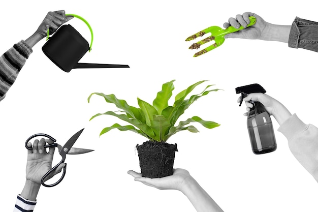 Plantando png cuidando de uma planta de casa em vaso