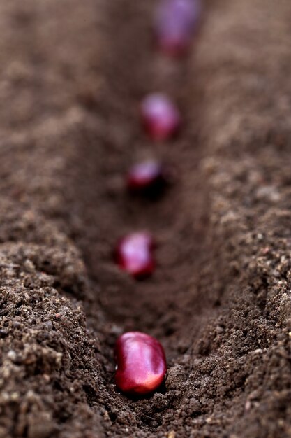 Plantando rajma daal em solo fértil