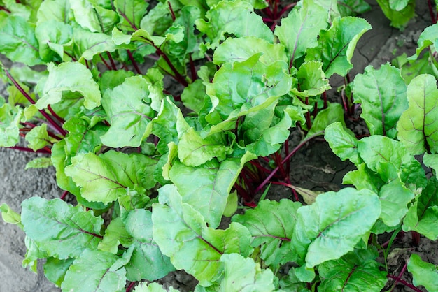 Plantando remolacha azucarera en el campo