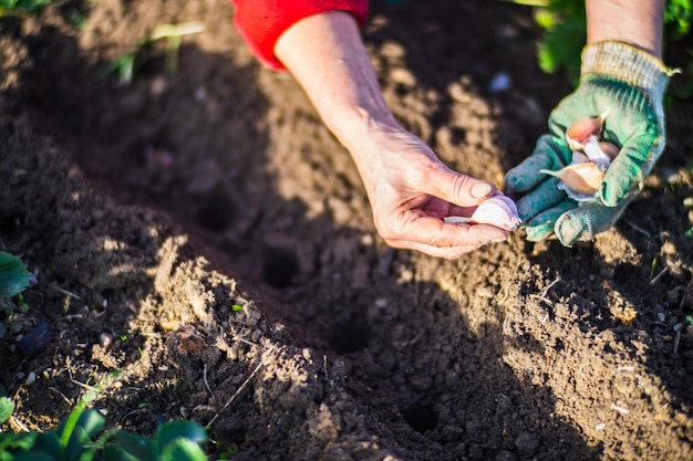 Plantando sementes agrícolas de alho em uma cama no jardim Terra cultivada close-up Conceito de jardinagem Plantas agrícolas crescendo na fileira da cama