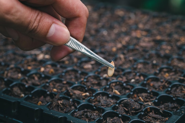 Plantando sementes de legumes e frutas em bandejas de plantio