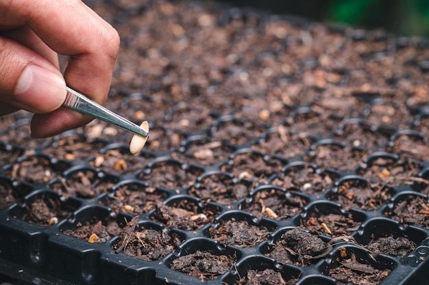 Plantando sementes de legumes e frutas em bandejas de plantio