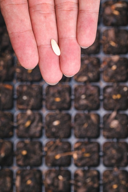 Plantando sementes de legumes e frutas em bandejas de plantio