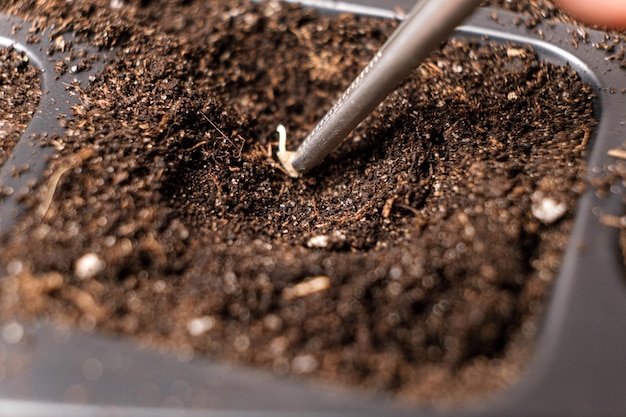 Plantando sementes de tomate germinadas no chão