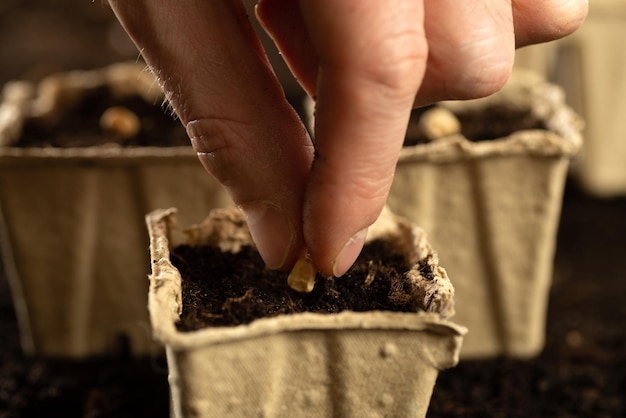 Plantando sementes na primavera Plantando sementes em vasos de turfa Uma mão planta uma semente em um vaso