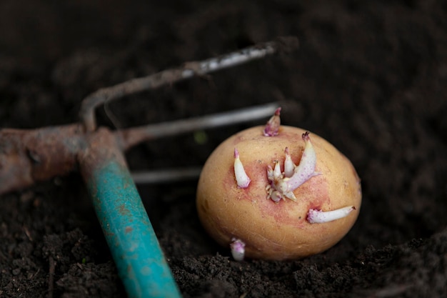 Foto plantando um tubérculo de batata no chão detalhe