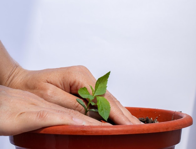 Plantando uma pequena macieira com minhas próprias mãos