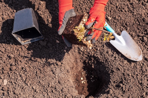 Plantando uma planta jovem de framboesa no chão