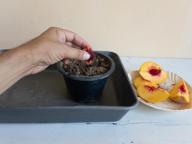 Plantando uma semente de pêssego em uma panela