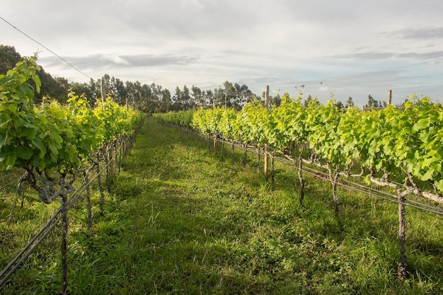 Plantando uvas en un día nublado