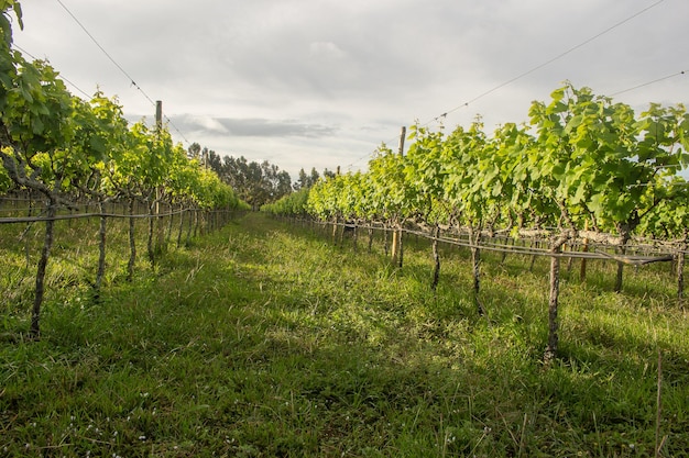 Plantando uvas em um dia nublado