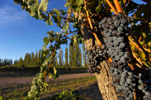 plantando uvas para produção de vinho