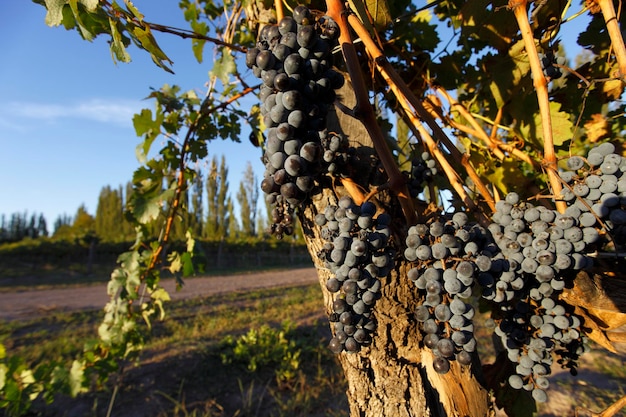 plantando uvas para produção de vinho