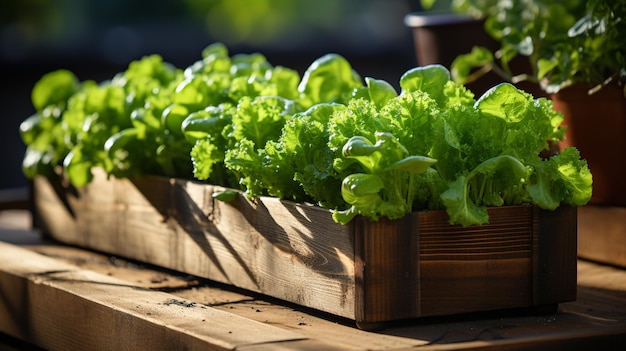 Plantando vegetais