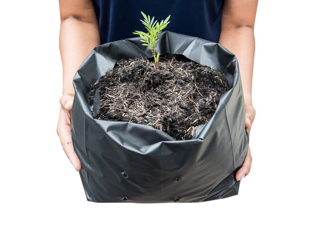 plantar el árbol aislado en blanco, camino y recortar