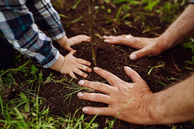 Plantar un árbol genealógico Manos de abuelo y niño plantando un árbol joven en el jardín