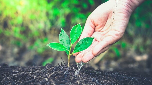 Plantar un árbol a mano