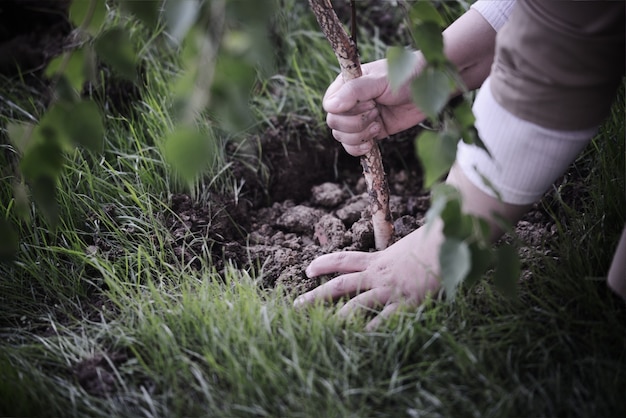 Plantar un árbol con las manos