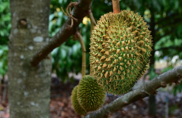 Plantar árboles de durián hojas de durián