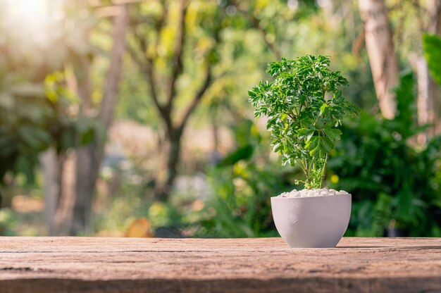 Plantar árboles en macetas. Concepto de plantas de amor. Amo el medio ambiente.