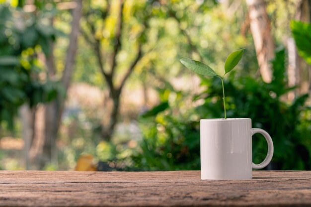 Plantar árboles en macetas. Concepto de plantas de amor. Amo el medio ambiente.