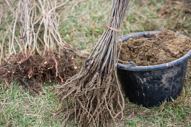 Plantar árvores As mudas de árvores prontas para serem plantadas na bela floresta Cuidar do meio ambiente